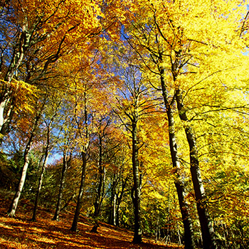 350_102_Buchen_SteigerWald_c_WWF_Christian_Ziegler