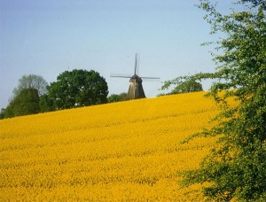 Rapsfeld / Pressebild: VDB