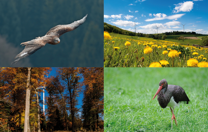 Rotmilan (links) und Schwarzstorch (rechts) haben in Deutschland aktuell bessere Lebensbedingungen als in früheren Jahrzehnten. Das spiegelt sich in der Bestandsentwicklung wider. Fotos: ABO Wind und Fotolia (Honorarfreier Abdruck nur im Zusammenhang mit dieser Pressemitteilung)
