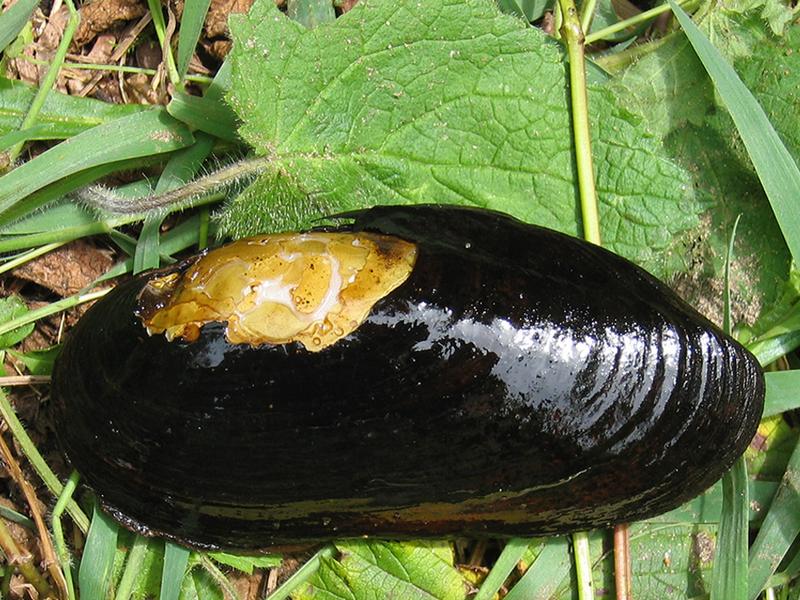 Die vom Aussterben bedrohte Flussperlmuschel (Margaritifera margaritifera). (Foto: TUM/ Geist)