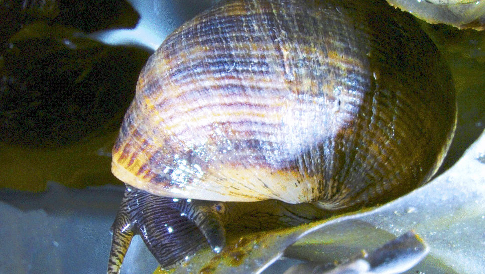 Neue AWI-Studien zeigen, dass die Plastikreste in Nord- und Ostsee auch von Speisefischen und Meeresschnecken gefressen werden / Pressebild: Alfred-Wegener-Institut (AWI)