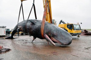 Fotos der Untersuchungen stellt die Tierärztliche Hochschule Hannover zur Verfügung / http://www.tiho-hannover.de/pottwale