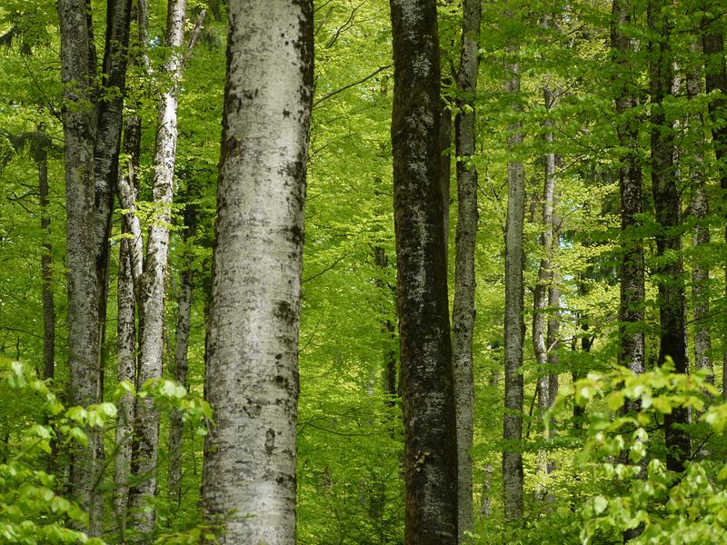 Homogene Wälder können auch weniger Dienstleistungen erbringen. © Senckenberg