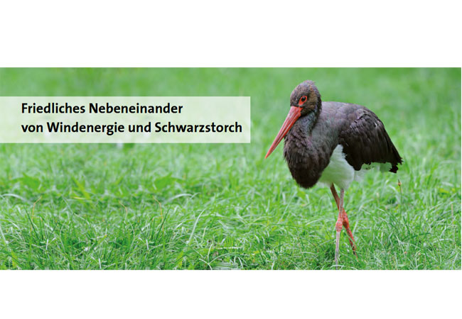 Bild zur Studie: Von Dr. Nils Breitbach, Stabsstelle Arten- und Naturschutz ABO Wind