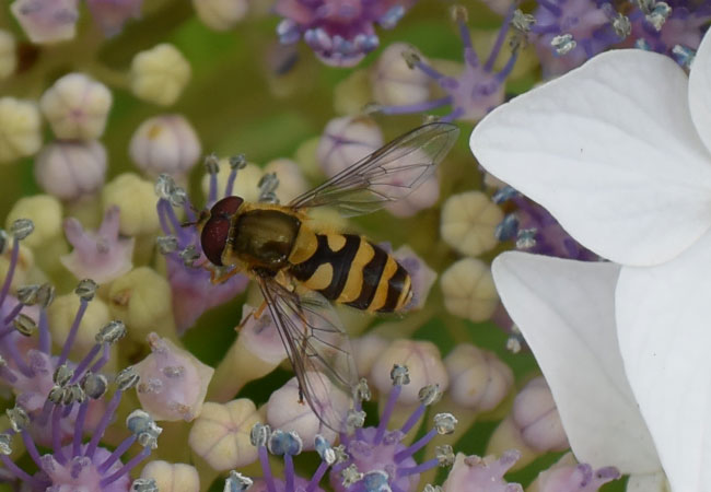 Honigbienen- und Wildbienenschutz / Foto: HB