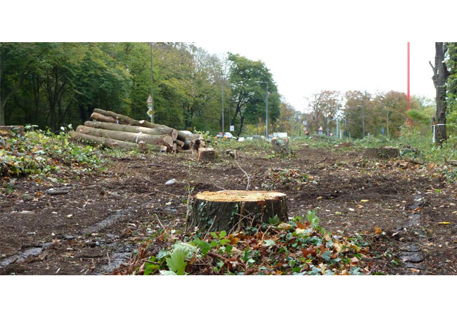 PB: Am Verteilerkreis fiel ein ganzer Wald. Foto: A. Wulf