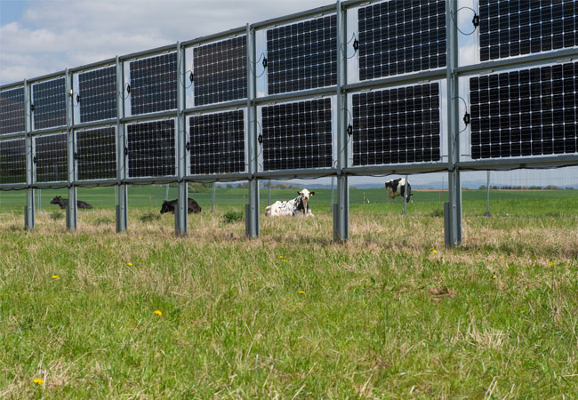 BU: Landwirtschaft und solare Stromproduktion vereinen? Das innovative Next2Sun Gestellsystem machts möglich. / © Ökostrom Saar GmbH