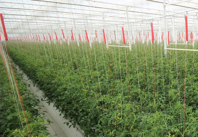 Pressefoto: Zwei Monate nach der Bepflanzung des ersten Klimagewächshauses sind die ersten Snack-Tomaten nun reif zur Ernte. (© BayWa AG, Abdruck honorarfrei)