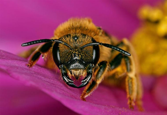PB: Die Wildbiene Halictus scabiosae Bildquelle: A. Haselböck