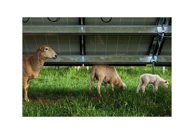 PB: Schafe unter einer Photovoltaik Freiland Anlage Foto: https://www.sunraisedfarms.com/