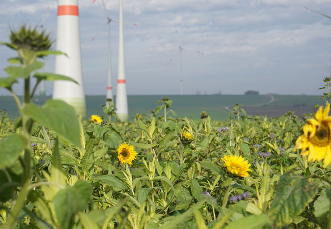 PB: Blühfeld / Copyright: WestfalenWIND GmbH