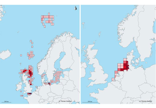 PB: Jährliche Anlandungen der deutschen Fischerei. Links: Hering, rechts: Nordseekrabbe (© Thünen-Institut)