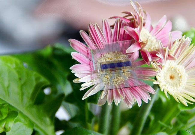 PB: Organische Solarzelle bestehend aus aufgedampften organischen Molekülen und aufgedampften Metallkontakten. / Christian Körner, Organic Electronics Saxony e.V.
