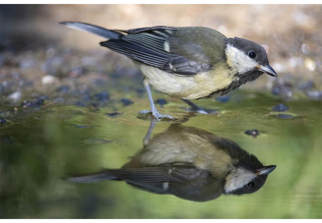 PB: Kohlmeise (Parus major) / Bernard Castelein