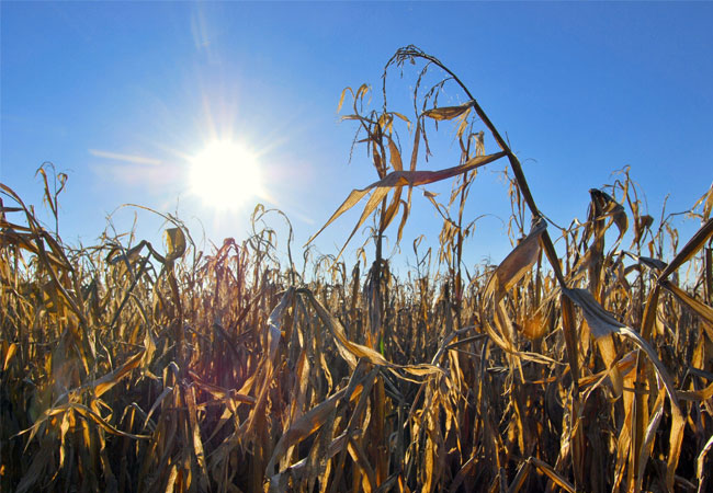 PB: Die Dürresommer haben den Biogas-Anlagenbetreibern stark zugesetzt. Wie sie wirtschaftlich bleiben und gleichzeitig ihren Beitrag zum Klimaschutz weiterentwickeln können, klärt die e2m-Wintertagung am 21. Januar in Walsrode.