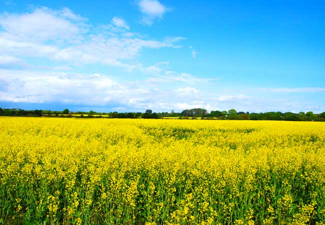 Rapsfeld / Foto: HB