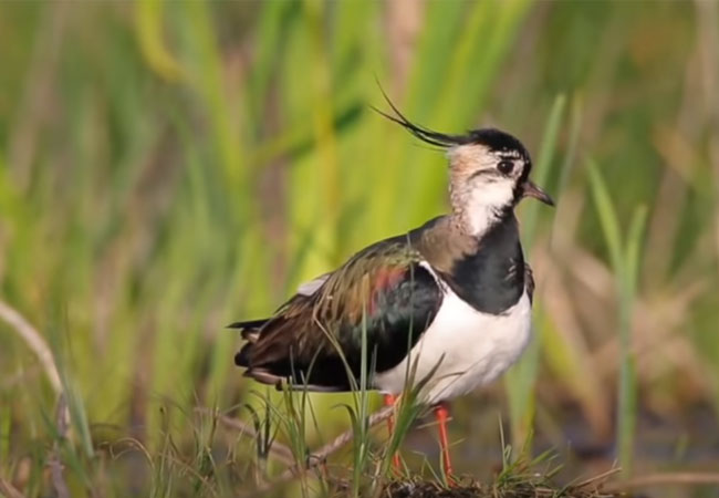 Video: Vogel des Jahres 2019: Kiebitz / Schweizer Vogelschutz SVS/BirdLife Schweiz