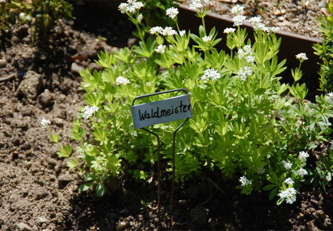Waldmeister / Foto: HB