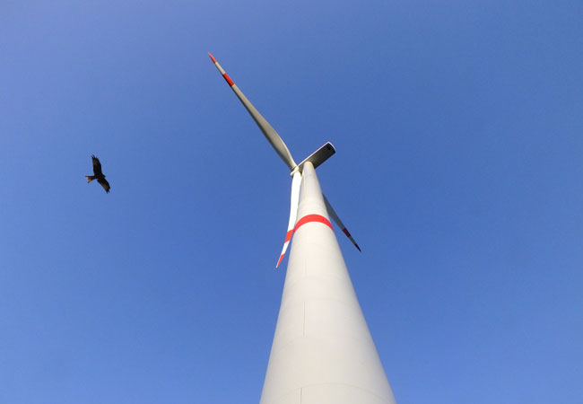 Rotmilan an einer Windkraftanlage / Foto: HB
