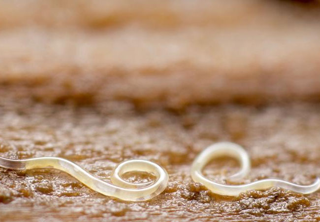 PB: Die mikroskopisch kleinen Fadenwürmer (Nematoden) kommen fast überall auf der Welt im Boden vor. / Andy Murray