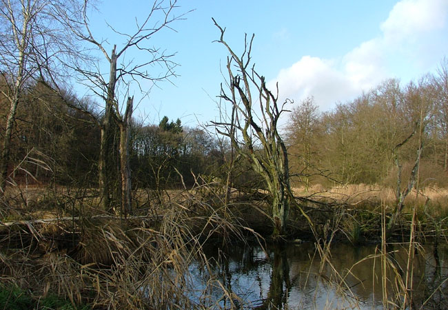 Moor / Foto: HB
