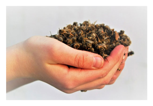 PB: Vergiftete Bienen in Kinderhand / c. Berufsimker