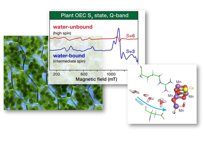 PB: EPR-Spektroskopie und quantenchemische Untersuchung des Wasseroxidationskatalysators der biologischen Photosynthese / Dr. Dimitrios Pantazis, MPI für Kohlenforschung