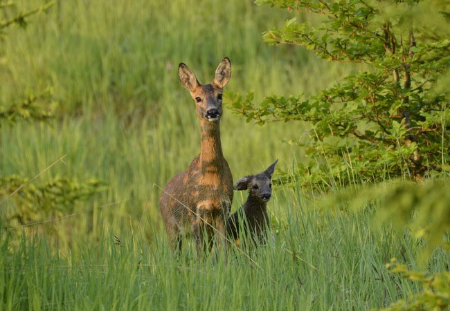PB: Die bayerischen Jäger wehren sich vehement gegen die Forderung von Nabu und ÖJV nach einer flächendeckenden Maximalreduktion des Rehwildes / Bildrechte: Bayerischer Jagdverband e.V. / Fotograf: Josef Kirchmair