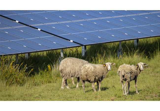 PB: BayWa r.e. hat auf zwei stillgelegten Militärgeländen in Frankreich Solarparks mit Schafzucht errichtet