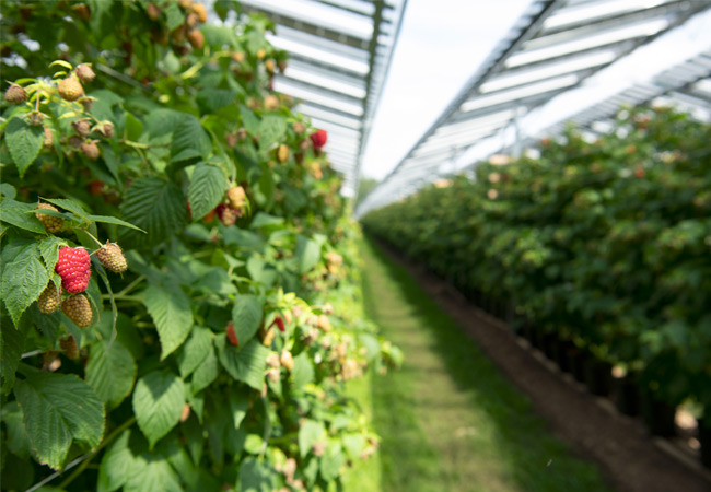 PB: Europas größte „Fruitvoltaic“-Anlage