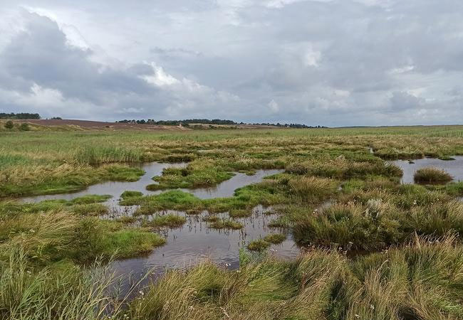 PB: Salzmarschen in Braderup auf der Insel Sylt / © Ketil Koop-Jakobsen, AWI