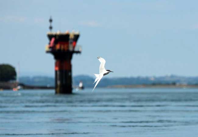 PB: Die Studie zeigt, wie das Gezeitenkraftwerk SeaGen (hinten im Bild) in einer nordirischen Meerenge die Nahrungssuche von Brandseeschwal-ben und weiteren Seeschwalbenarten beeinflusst. / Foto: Lilian Lieber