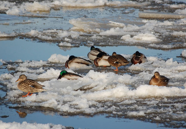 Enten im Treibeis bei Erderwärmung / Foto: HB