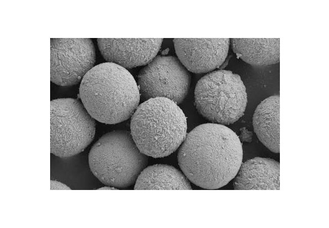 PB: Mit Powder-Up! erweitert das ZSW seine Möglichkeiten zur Synthese von Batteriematerialien bis in den 100-Kilogramm-Maßstab. Das Bild zeigt eine rasterelektronenmikroskopische Aufnahme der Partikel eines kobaltfreien Kathodenmaterials, hergestellt am ZSW. / Foto: ZSW