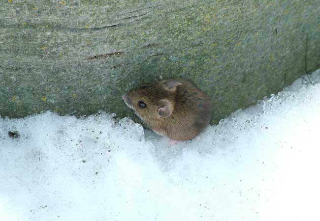 Maus aus dem Winterschlaf gerissen / Foto: HB