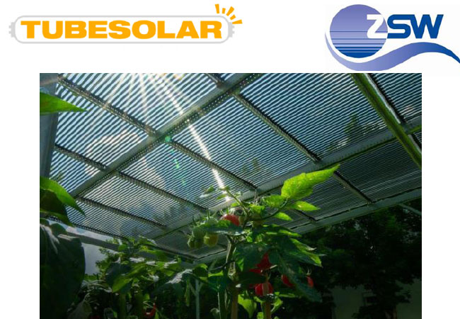 Röhrensolarmodule von TubeSolar über einem Tomatenfeld Foto: TubeSolar AG