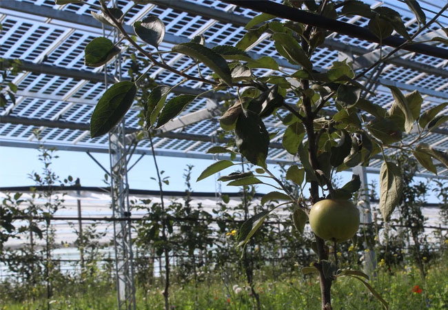 PB: AGRI-PV: MEHR GRÜNER STROM VON DER OBSTPLANTAGE