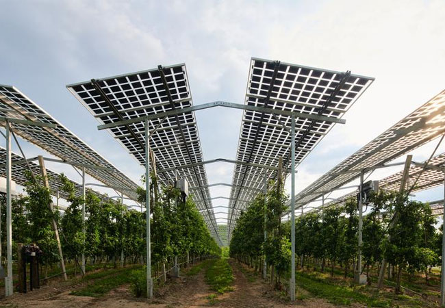 PB: Agri-Photovoltaik-Anlage über Apfelbäumen Bernd Schumacher Fraunhofer ISE