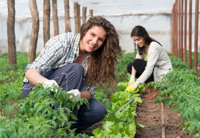 PB: Agri-Photovoltaik in der Landwirtschaft – Bild: Vlad Teodor|Shutterstock.com Copyright Xpert.Digital - Konrad Wolfenstein