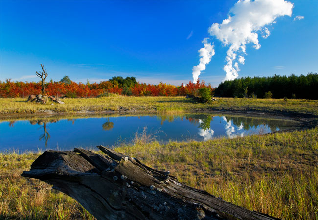 Rekultivierung Nochten Naturschutz, Foto: Rainer Weisflog