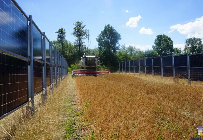 PB: Futtererbsenernte im Next2Sun Solarpark in Donaueschingen-Aasen / Copyright Next2Sun AG