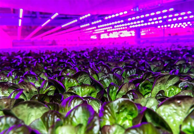 PB: Pflanzen in einem Produktionsbetrieb von 80 Acres in Ohio