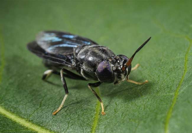 PB: Back-Soldier-Fly