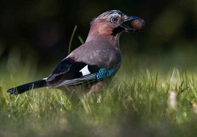 PB: Ein Eichelhäher pflanzt etwa 2.500 Bäume pro Jahr / Wildtierschutz Deutschland e.V.Fotograf:Aaron Hauptvogel, Unsplash