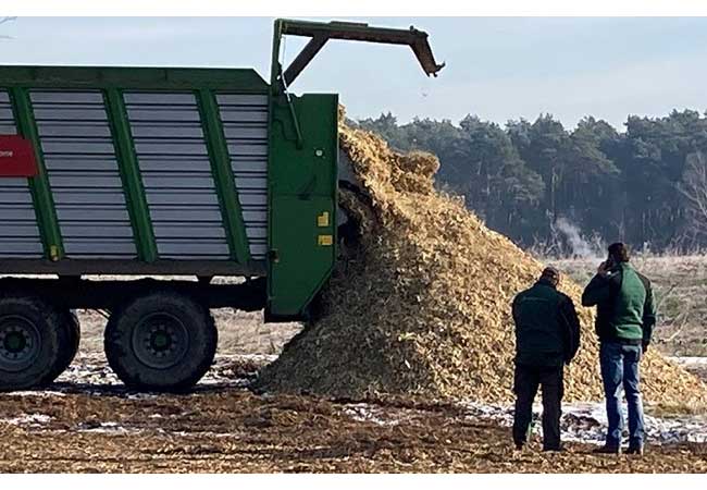 PB: Vattenfall erntet 20.000 Tonnen Hackschnitzel aus Pappelholz