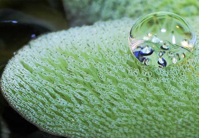 PB: Schwimmfarn Salvinia molesta Auf dem Blatt des Schwimmfarns Salvinia molesta perlt ein Wassertropfen ab. Öl dagegen wird schnell und vollständig aufgesaugt und weitertransportiert. Diesen Effekt macht sich ein von der Deutschen Bundesstiftung Umwelt gefördertes Projekt unter Leitung von Prof. Dr. Wilhelm Barthlott zunutze. Das Ziel: Ölverschmutzungen auf Binnengewässern zu bekämpfen. / ©: Wilhelm Barthlott