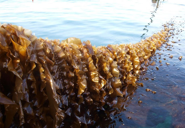 PB: Kerteminde Seafarm wird in Zusammenarbeit mit der Universität Aarhus und der Technischen Universität Dänemark, die auch die Auswirkungen auf die Meeresumwelt untersuchen wird, Miesmuscheln, Zuckertang, Seesalat und Dulse an Leinen im Windpark anbauen (Foto: Teis Boderskov).