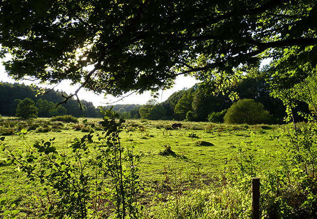 So wie der Mensch und alle Tiere Sauerstoff zum Leben brauchen, braucht der Wald und alle anderen Pflanzen CO2 zum atmen. Wir pupsen CO2 aus, die Pflanzen Sauerstoff, das nennt man Kreislaufwirtschaft / Foto: HB