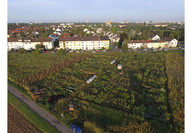 PB: Ein Gemeinschaftsacker des Vereins Mikro Landwirtschaft liegt in der Nähe der Bun-desgartenschau in Mannheim. Im Zuge eines DBU-geförderten Projekts wurde eine Online-Plattform mit Informationen zum Betreiben von Gemeinschaftsäckern entwickelt. / ©: Mikro Landwirtschaft 