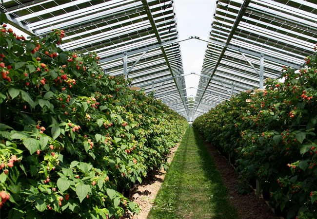 PB: Beispiel einer weiteren "Fruitvoltaic"-Anlage. / ©: BayWa r.e.